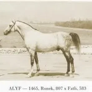 ALYF