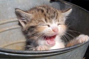 Cat Vocalizing - Meow More Than Ever!