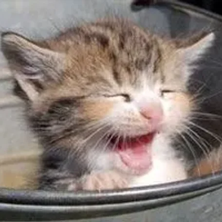 Cat Vocalizing - Meow More Than Ever!