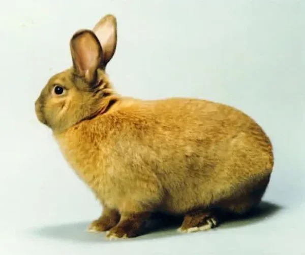 Bugs Sussex Rabbit