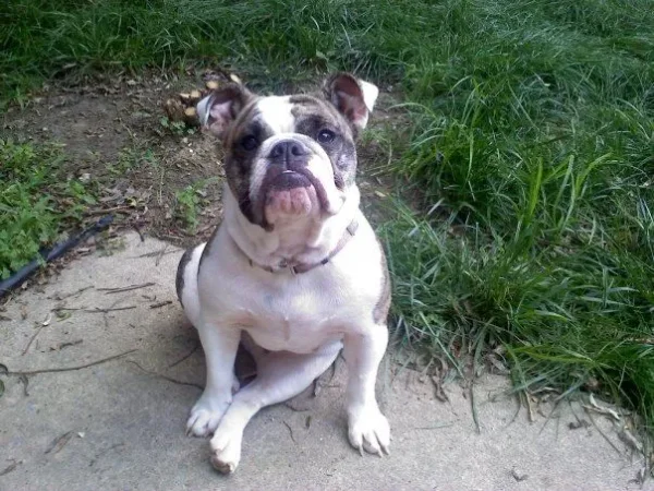 Bailey