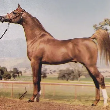 PADRON+ #175389 (Patron x Odessa, by Bright Wings) 1977 chestnut stallion; exported to the USA 1978