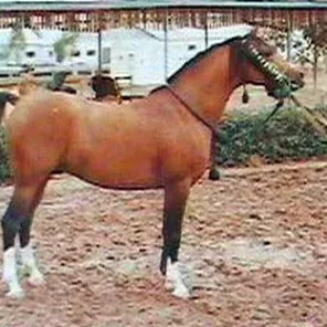 NABEG