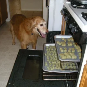 Toby Dog