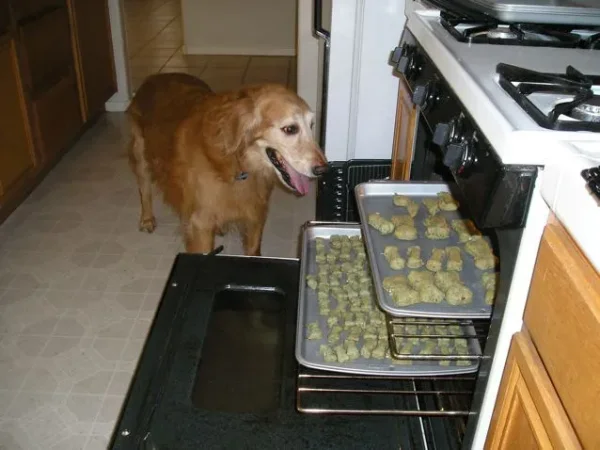Toby Dog