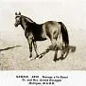 Gawain