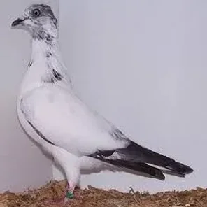 Vienna Highflier