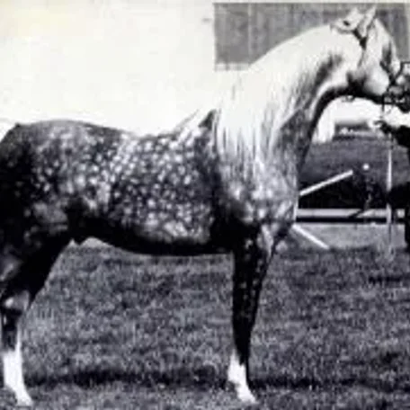 Indian Silver 1970 Arabian Stallion.