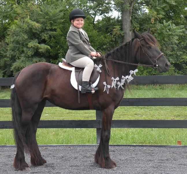 Ponies for Sale-If I Want a Pony, Where Do I Start?