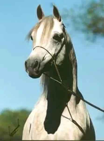 Ansata Sirius