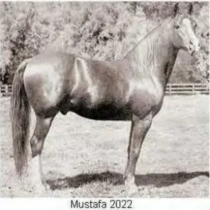 MUSTAFA