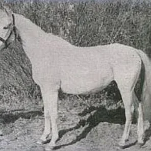 Elstera