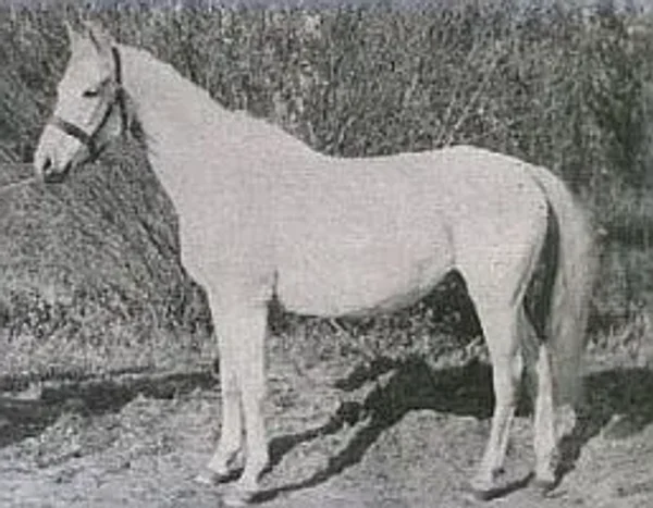 Elstera