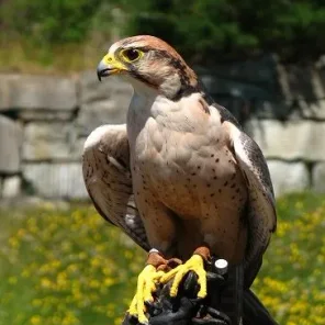 Birds of Prey