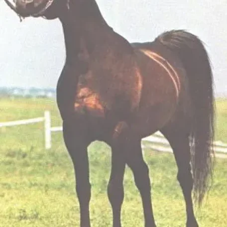 KJ SERAGEORGE