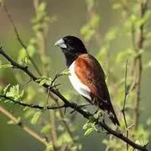 Tricolor Munia