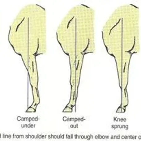 Horse conformation #conformation