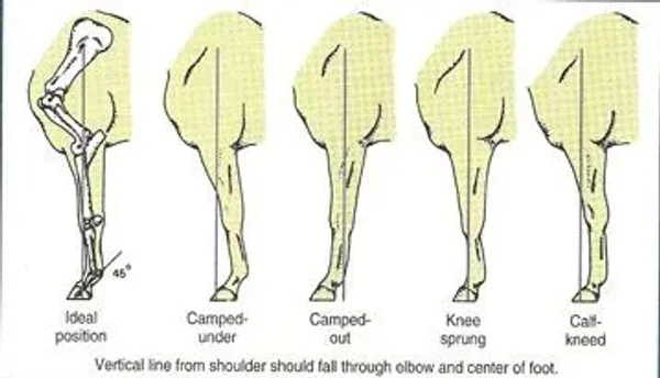 Horse conformation #conformation