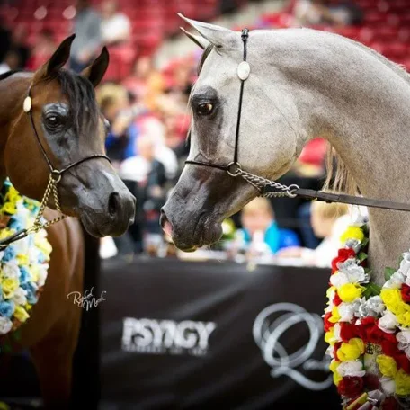EXCALIBUR EA 2013 Res Champ Colt with Ted Carson!