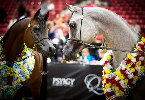 EXCALIBUR EA 2013 Res Champ Colt with Ted Carson!
