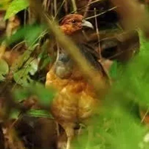 Long-billed Partridge
