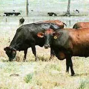 Australian Friesian Sahiwal