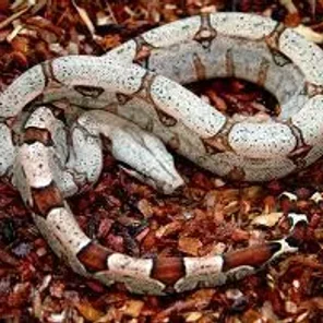 Boa Morph