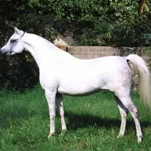 Ashiqa