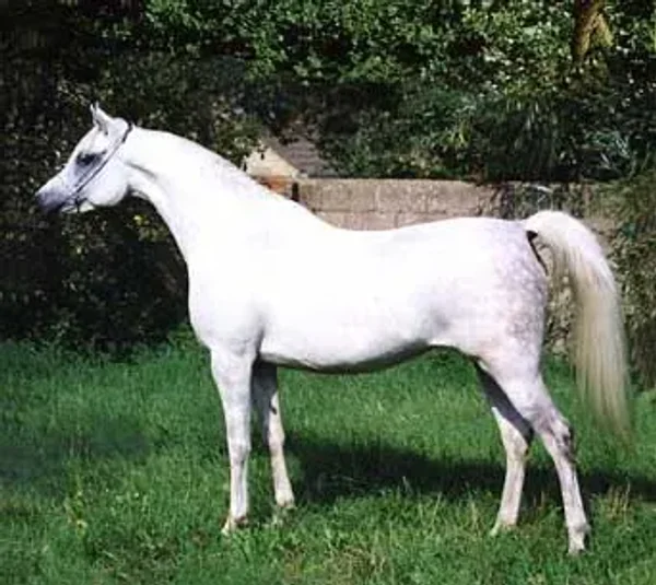 Ashiqa