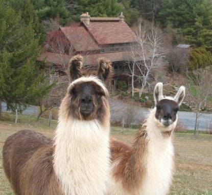 How to Choose and Keep Llamas and Alpacas