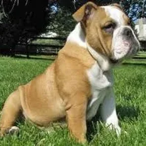 Miniature Bulldog (Bull-Pug) (Designer Dog)