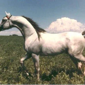 Szafir
