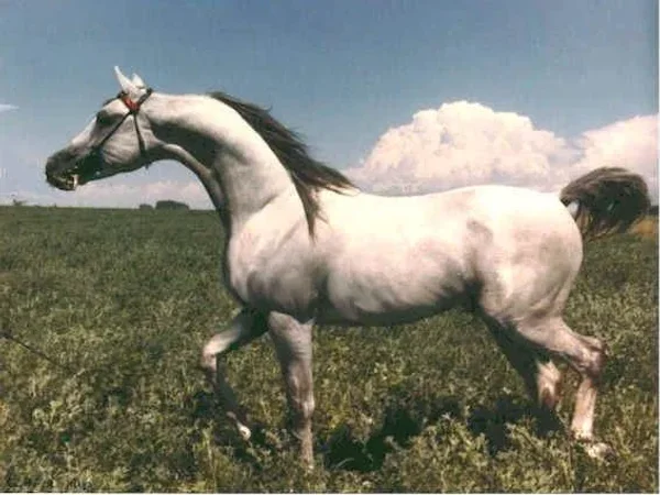 Szafir