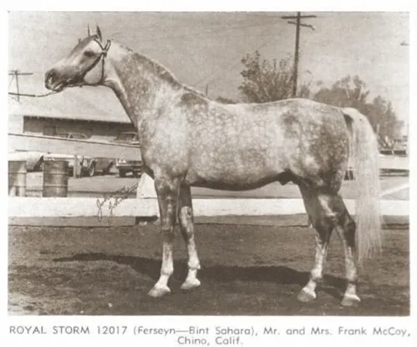 ROYAL STORM