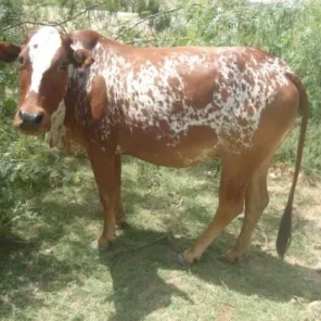 Lohani