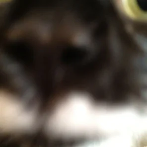 Milo
