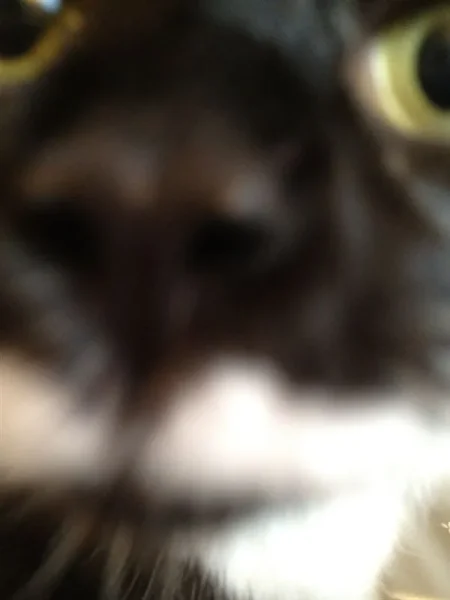 Milo
