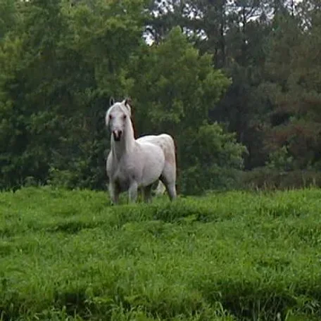 TA Jihana Bey at Luxemere Arabians