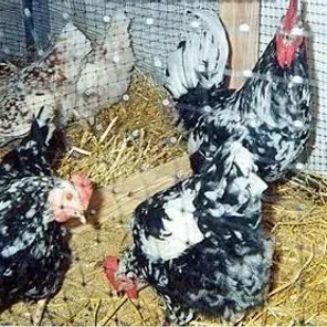 Austrian Paint Hen