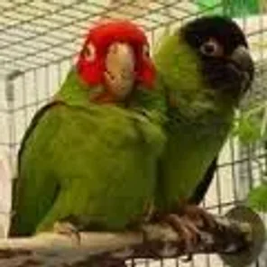 Nanday Conure