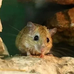 Bushy-tailed Jirds