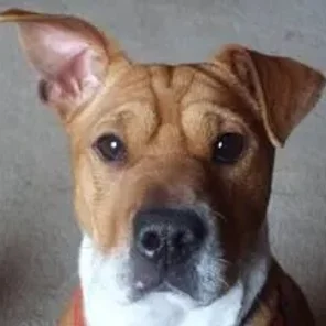 Sharbo (Designer Dog)