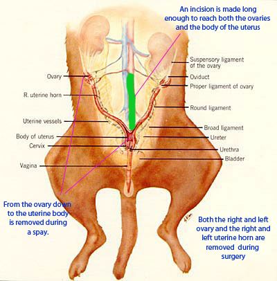 What is the best age to neuter a dog?