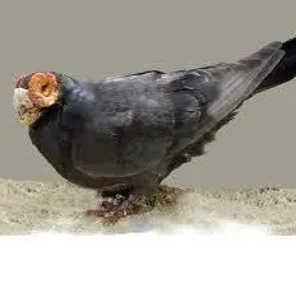 Barb Pigeon