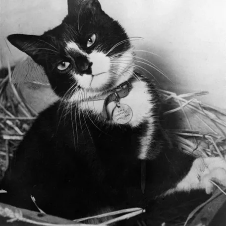 While the men of the "Yangtse Incident" have been receiving a heros' welcome home, Simon, the ships cat of HMS Amethyst and winner of the Dickin Medal - the animals Victoria Cross - has been resting at the Hackbridge Quarantine Kennels in Surrey.