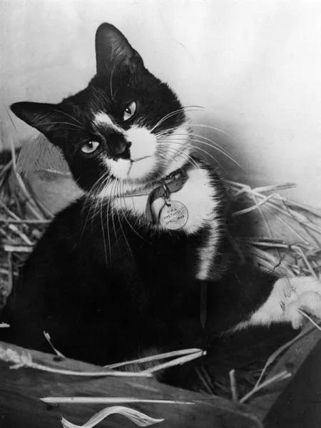 While the men of the "Yangtse Incident" have been receiving a heros' welcome home, Simon, the ships cat of HMS Amethyst and winner of the Dickin Medal - the animals Victoria Cross - has been resting at the Hackbridge Quarantine Kennels in Surrey.