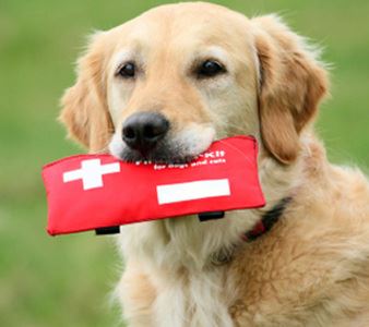 First-Aid Tricks for Pet Emergencies