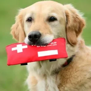 First-Aid Tricks for Pet Emergencies
