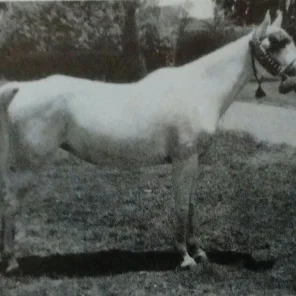 Bint Bukra