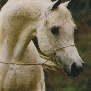 ANSATA IBN SUDAN